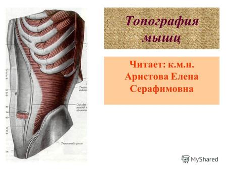 Топография мышц Читает: к.м.н. Аристова Елена Серафимовна.
