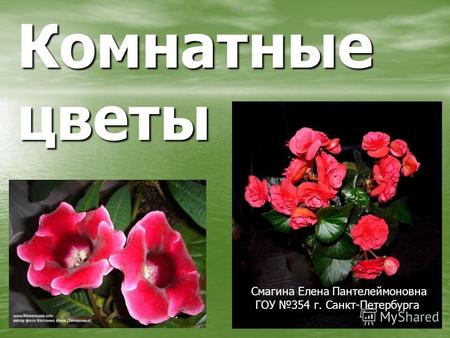 Комнатные цветы Смагина Елена Пантелеймоновна ГОУ 354 г. Санкт-Петербурга.