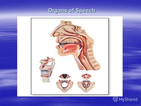 Organs of Speech работ. THE ORGANS OF SPEECH THE ORGANS OF SPEECH.
