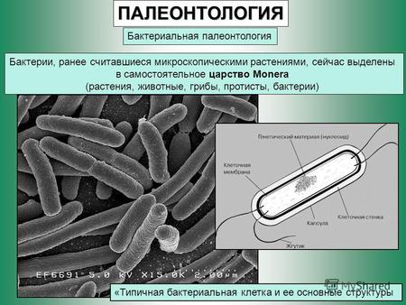 ПАЛЕОНТОЛОГИЯ Бактериальная палеонтология Бактерии, ранее считавшиеся микроскопическими растениями, сейчас выделены в самостоятельное царство Monera (растения,