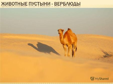 Верблюды (лат. Camelus) род млекопитающих семейства верблюдовых (Camelidae) подотряда мозоленогие (Camelidae). Это крупные животные, приспособленные для.