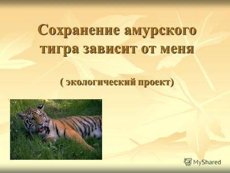 Сохранение амурского тигра зависит от меня ( экологический проект)