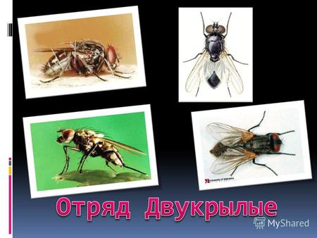 ДВУКРЫЛЫЕ - отряд насекомых. Два подотряда комары (длинноусые) и мухи (короткоусые); всего около 100000 видов. Близкие к современным двукрылые известны.
