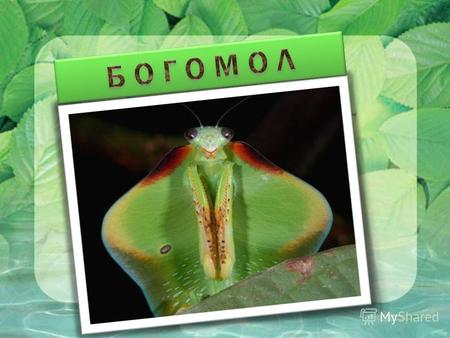 Богомол – это хищное насекомое. Богомолы относятся к классу насекомых, отряду тараканообразных и роду богомолов. Особым признаком богомола является устройство.