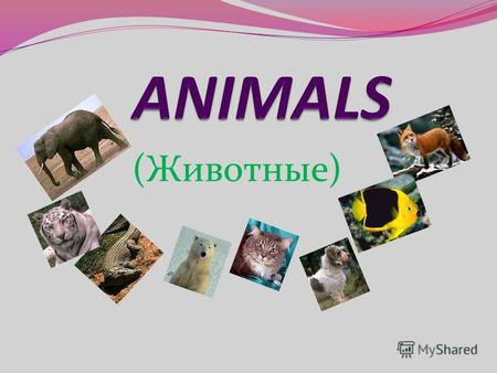 (Животные) Как работать с презентацией: 1.Можно прослушивать и повторять названия животных по-английски столько, сколько будет необходимо. Для этого.