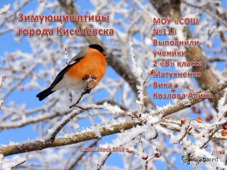 Цель исследования: оказание помощи птицам, зимующим в городе Киселёвске Кемеровской области. Задачи: Определить многочисленные и редкие виды зимующих.