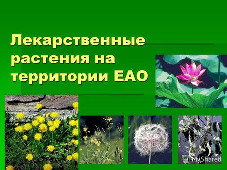 Лекарственные растения на территории ЕАО. Тема: лекарственные растения ЕАО. Цель: изучение лекарственных растений ЕАО. Гипотеза: природа ЕАО – богатый.