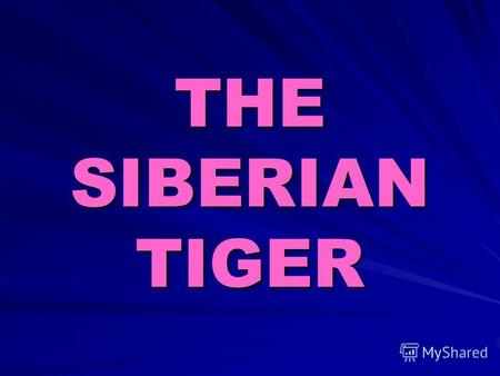 THE SIBERIAN TIGER. The Siberian tiger is also known as the Amour tiger, Manchurian tiger. It is written in the Red book.