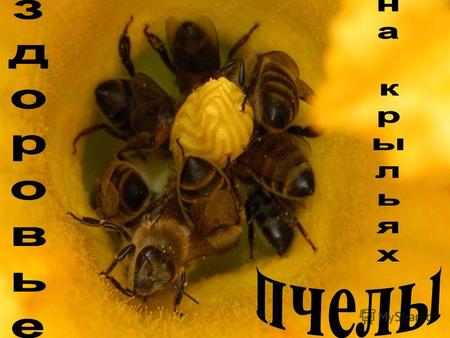 Пчелиный мёд – источник ценнейших легко усвояемых веществ Если хочешь сохранить молодость, то обязательно ешь мёд. Авиценна.