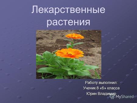 Лекарственные растения Работу выполнил: Ученик 8 «б» класса Юрин Владимир.