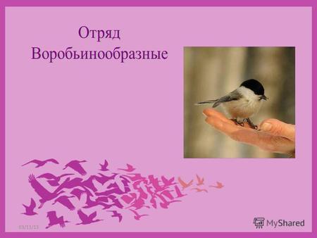 03/11/13 Отряд Воробьинообразные насчитывает 5 тыс. видов, это почти 2/3 всех видов птиц. Воробьинообразные среди птиц то же, что окунеобразные среди костных.
