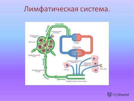 Лимфатическая система.. Лимфатическая система дополняет венозную систему. Она состоит из лимфатических сосудов разного диаметра и лимфатических узлов,