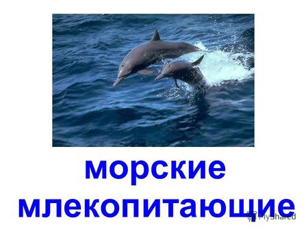 морские млекопитающие белуха дельфин косатка кит.