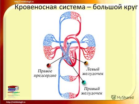 Кровеносная система – большой круг. Кровеносная система – малый круг.