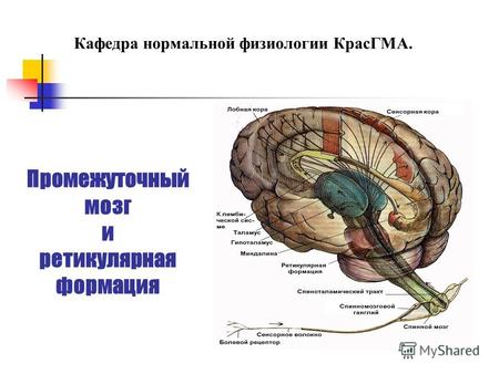 Промежуточный мозг и ретикулярная формация Кафедра нормальной физиологии КрасГМА.
