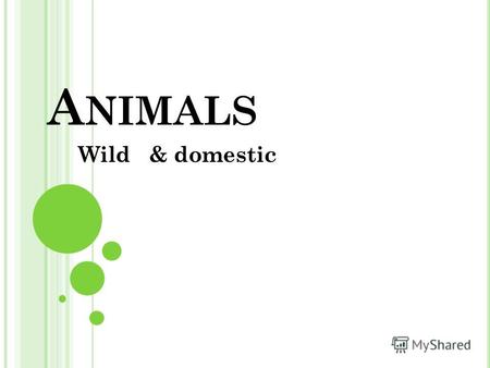 A NIMALS Wild & domestic A NIMALS Домашні Дикі Domestic [d ə mest ɪ k] Wild [wa ɪ ld]