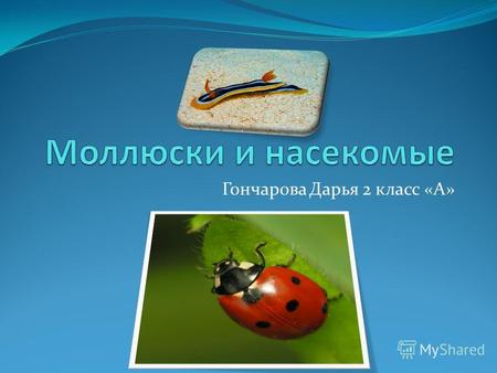 Гончарова Дарья 2 класс «А». На сегодняшний день в составе типа моллюски насчитывают более 150 000 видов, в России 2863 вида.