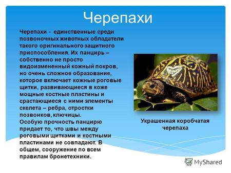 Черепахи - единственные среди позвоночных животных обладатели такого оригинального защитного приспособления. Их панцирь – собственно не просто видоизмененный.