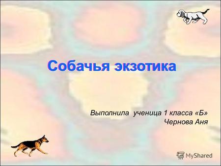 Собачья экзотика Выполнила ученица 1 класса «Б» Чернова Аня.