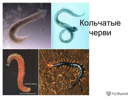 Кольчатые черви. Общая характеристика 1. Около 9 тыс. видов 2. Обитают в водной, почвенной средах; свободноживущие и эктопаразиты (пиявки) 3. Тело вытянутое,