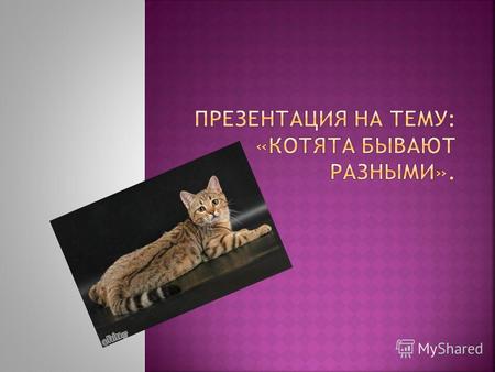 Персидская кошка Кошка – рыболов Азиатская дымчатая кошка Сибирская кошка Американский керл Бомбей Гималайская кошка Британская короткошерстная кошка.