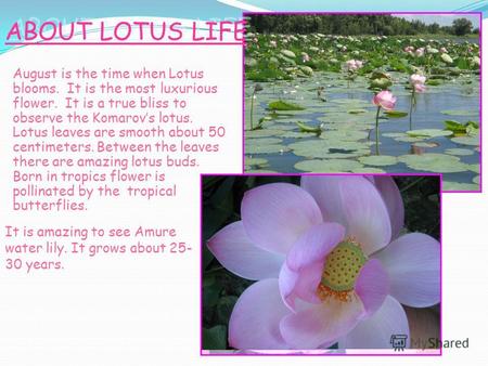 August is the time when Lotus blooms. It is the most luxurious flower. It is a true bliss to observe the Komarovs lotus. Lotus leaves are smooth about.