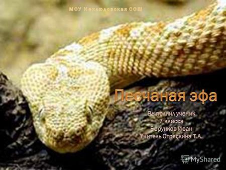 Змея с довольно красивым именем эфа очень часто встречается в предгорьях и долинах Центральной Азии. Здесь об этой змее так много говорят, что эфа уже.