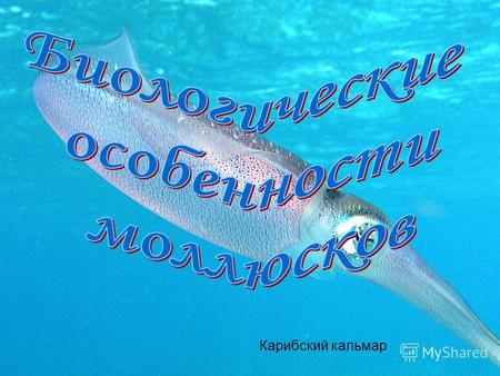 Карибский кальмар. Моллюски или мягкотелые (лат. Mollusca) тип целомических животных со спиральным дроблением. Традиционно относятся к первичноротым животным.