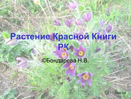 Растение Красной Книги РК ©Бондарева Н.В.. Загляни в глаза цветку.