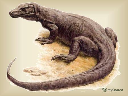 Это чудовище похоже на дракона, длина которого достигает почти 3 метра, живёт на острове Комодо. Массивный хвост, большие когтистые лапы, огромная, почти.