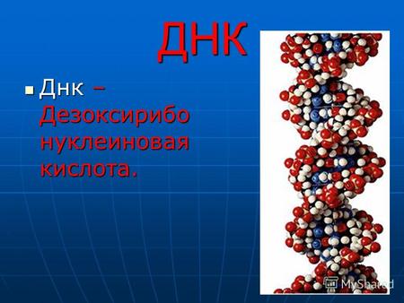 ДНК Днк – Дезоксирибо нуклеиновая кислота. Днк – Дезоксирибо нуклеиновая кислота.