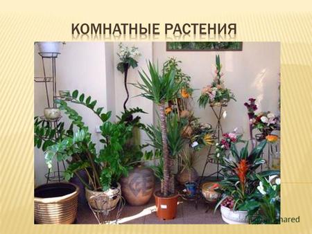 Комнатные растения - это источник красотыздоровья хорошего настроения доброты чистого воздуха.