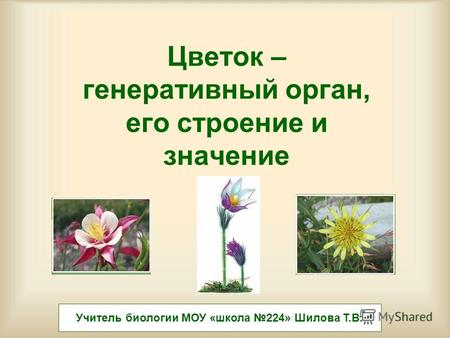 Цветок – генеративный орган, его строение и значение Учитель биологии МОУ «школа 224» Шилова Т.В.