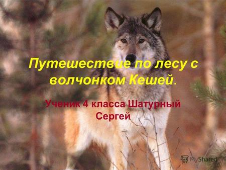 Путешествие по лесу с волчонком Кешей. Ученик 4 класса Шатурный Сергей.