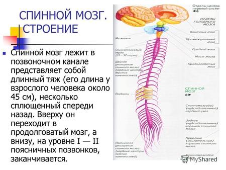 СПИННОЙ МОЗГ. СТРОЕНИЕ Спинной мозг лежит в позвоночном канале представляет собой длинный тяж (его длина у взрослого человека около 45 см), несколько сплющенный.