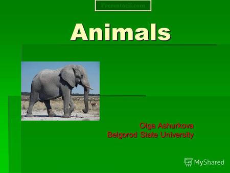Animals Olga Ashurkova Belgorod State University Prezentacii.com.