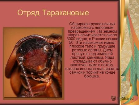 Отряд Таракановые Обширная группа ночных насекомых с неполным превращением. На земном шаре насчитывается около 3000 видов, в России свыше 50. Эти насекомые.