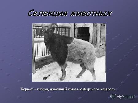 Селекция животных Борька – гибрид домашней козы и сибирского козерога.