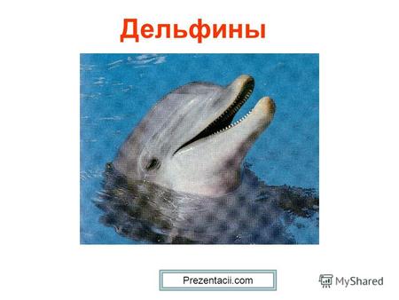 Дельфины Prezentacii.com. Дельфины – очень добрые и дружелюбные.