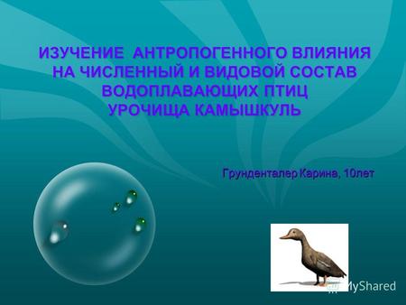 ИЗУЧЕНИЕ АНТРОПОГЕННОГО ВЛИЯНИЯ НА ЧИСЛЕННЫЙ И ВИДОВОЙ СОСТАВ ВОДОПЛАВАЮЩИХ ПТИЦ УРОЧИЩА КАМЫШКУЛЬ Грунденталер Карина, 10лет Грунденталер Карина, 10лет.