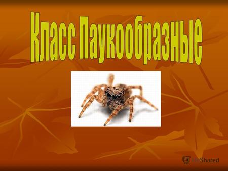 Паутинные бородавки Внутреннее строение паука Паук, плетущий сеть. Пауки могут передвигаться очень быстро. Маленькие паучки путешествуют по воздуху.
