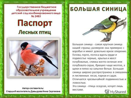Лесные Птицы Средней Полосы Фото