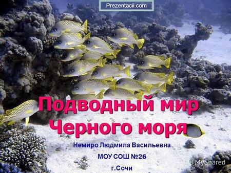 Подводный Мир Черного Моря Фото