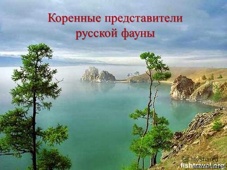 Коренные представители русской фауны. эндемиками Животных, которые обитают только в одном месте, например, только в России, называют эндемиками. В нашей.
