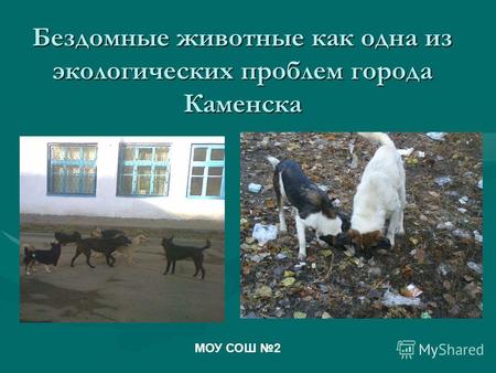 Бездомные животные как одна из экологических проблем города Каменска МОУ СОШ 2.