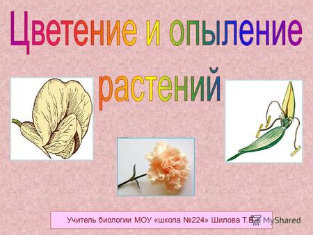 Учитель биологии МОУ «школа 224» Шилова Т.В.. Цветение – это состояние растения от начала раскрытия цветка до полного его засыхания.