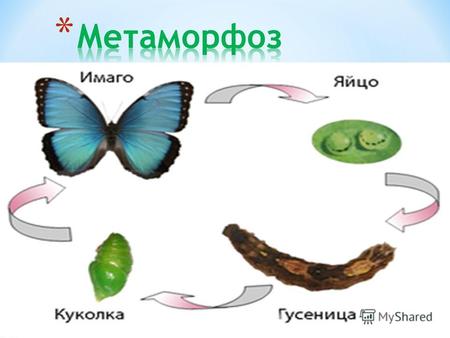 * Метаморфоз насекомых, подобно метаморфозу у других животных, является глубокой перестройкой внутреннего и внешнего строения организма на протяжении.