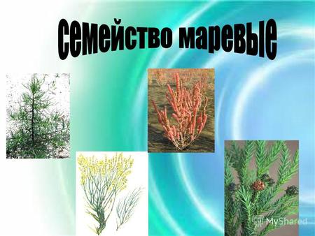 Типичные представители семейства травы, редко кустарники (некоторые виды солянок) или даже небольшие своеобразного вида деревья среднеазиатских пустынь(известно.