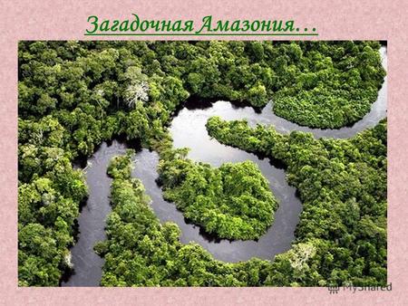 Загадочная Амазония…. Виктория Регия самое большое водное растение. Лист выдерживает вес трехлетнего ребенка.