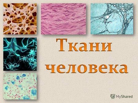 СЛОВАРЬ Ткань – это группа клеток и межклеточное вещество, объединенные общим строением, функцией и происхождением Гистология – наука о тканях Ткань –